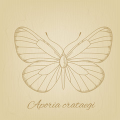 Vector sketch of a butterfly on the background texture of the old paper