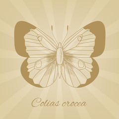 Vector sketch of a butterfly on the background texture of the old paper