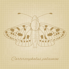 Vector sketch of a butterfly on the background texture of the old paper