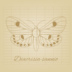 Vector sketch of a butterfly on the background texture of the old paper