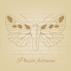 Vector sketch of a butterfly on the background texture of the old paper