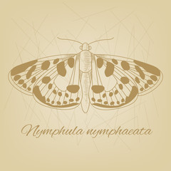 Vector sketch of a butterfly on the background texture of the old paper