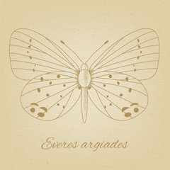 Vector sketch of a butterfly on the background texture of the old paper