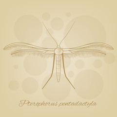 Vector sketch of a butterfly on the background texture of the old paper