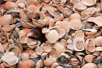 the background from lots of different shells on the beach