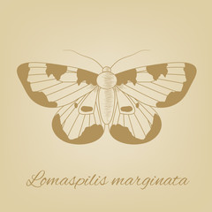 Vector sketch of a butterfly on the background texture of the old paper