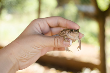 лягушка в руках