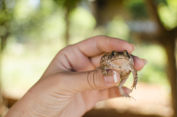 Obraz premium лягушка в руках