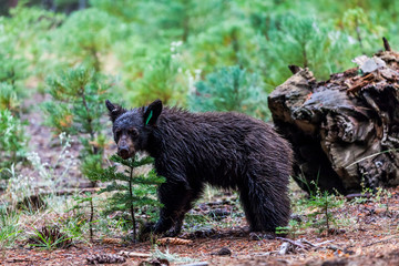 Bear in Sequoia National Park, California