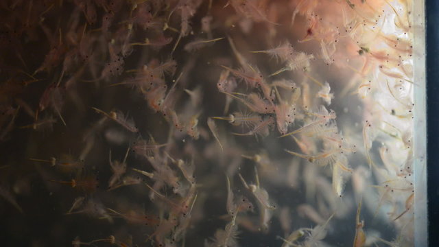 artemia plankton