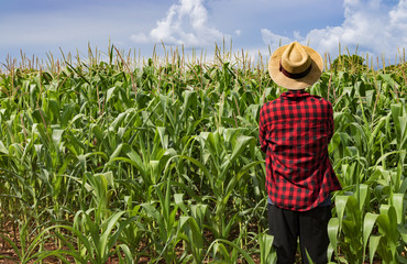 Farmer with hat looking the corn plantation field