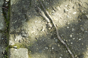 racines serpentantes