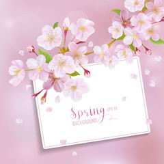 Cherry Blossom Spring Background - with Card for your Text 