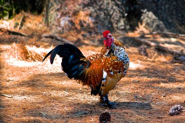 Rooster side profile, on a farm, on the loose 