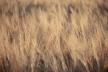 Wheat field
