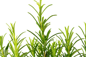 Branches of rosemary on a white background