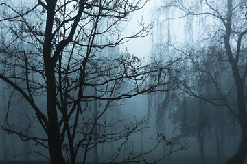 Poranna mgła w parku3 - obrazy, fototapety, plakaty