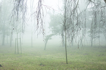 Poranna mgła w parku1 © es2