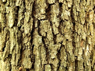 Tree bark texture