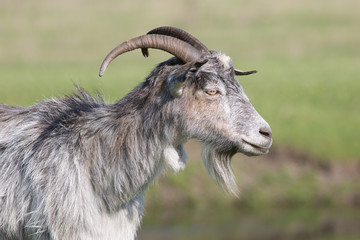 Grey goat standing in profile.