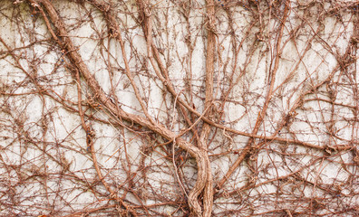 Fototapeta premium Wild grape vine.
