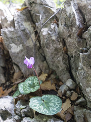 Alpenveilchen im Sommer im freien