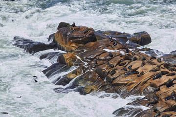 Seelöwen auf Felsen