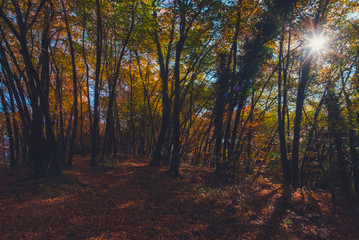 Colorful woods and forest in autumn
