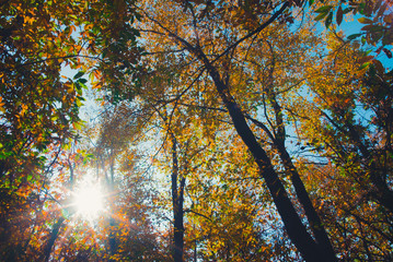 Colorful woods and forest in autumn