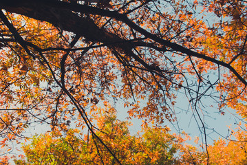 Colorful woods and forest in autumn