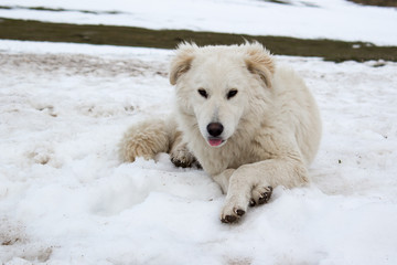 Obraz premium Maremma Sheepdog in the snow