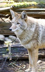 Sun Hit Trail Redwood Path