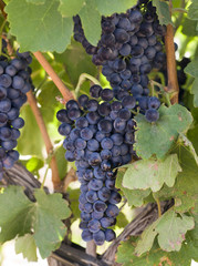 Grapes Clustered Together on Vintners Vine Farm Field