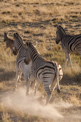 Obraz na płótnie Canvas Zebras Running Away in Savannah of Etosha National Park, Namibia