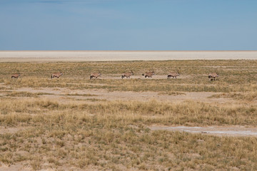 Springboks Walking through Savannah of Etosha National Park, Namibia