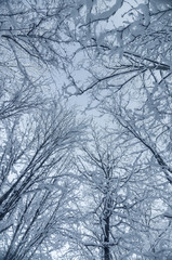 Snow-covered treetops against blue sky