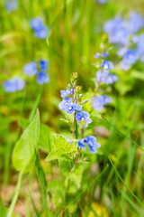 Little blue wildflowers in spring time
