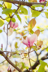 Blossoming of pink magnolia flowers in spring time