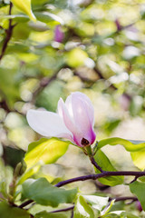 Blossoming of pink magnolia flowers in spring time