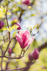 Blossoming of pink magnolia flowers in spring time