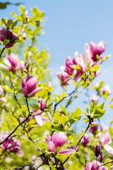 Obraz premium Blossoming of pink magnolia flowers in spring time
