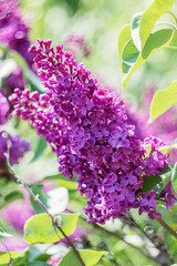 Beautiful purple lilac flowers outdoors