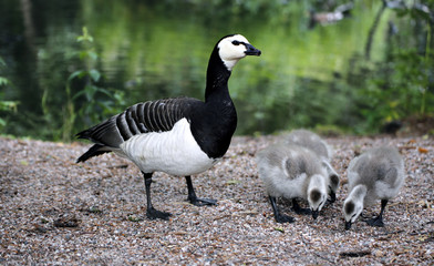 Family of geese with small gray chicks