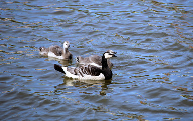 Family of geese with two of small gray chicks