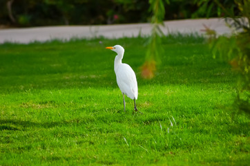 Egypt white bird on a green meadow