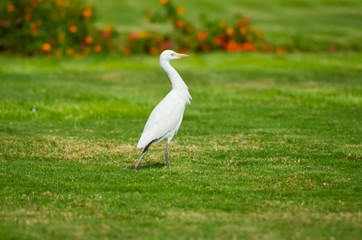 Fototapeta premium Egypt white bird on a green meadow
