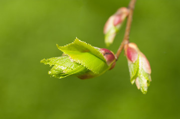 Obraz premium branch with young leaves on a green background
