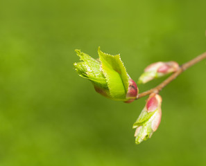 branch with young leaves on a green background