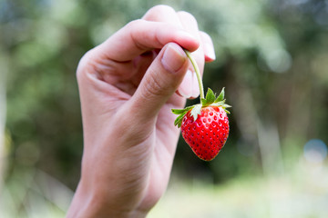 Hand pick up strawberry with beautiful green background.