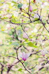 Blossoming of pink magnolia flowers in spring time